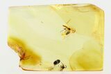 Fossil Spider Beetle and Dark-Winged Fungus Gnat in Baltic Amber #284578-1